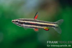 Zwergziersalmler, Nannostomus marginatus