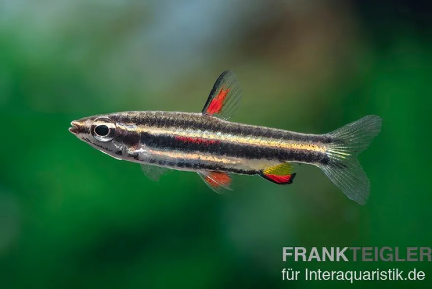 Zwergziersalmler, Nannostomus marginatus