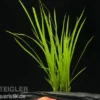 Zyperngras, Cyperus helferi, im Topf