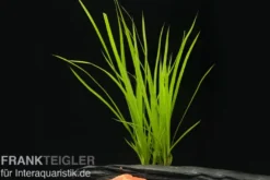 Zyperngras, Cyperus helferi, im Topf