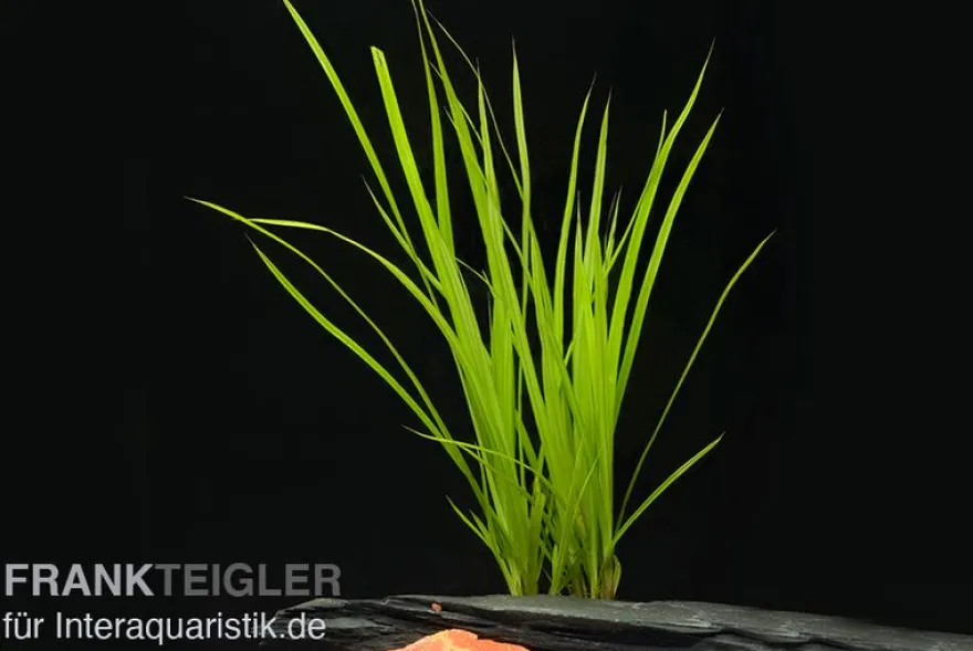 Zyperngras, Cyperus helferi, im Topf
