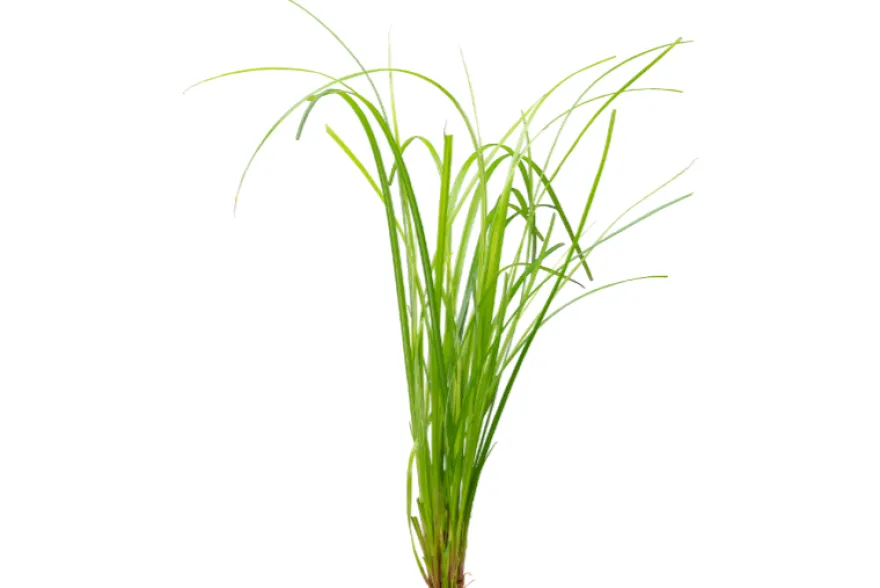 Zyperngras, Cyperus helferi, im Topf